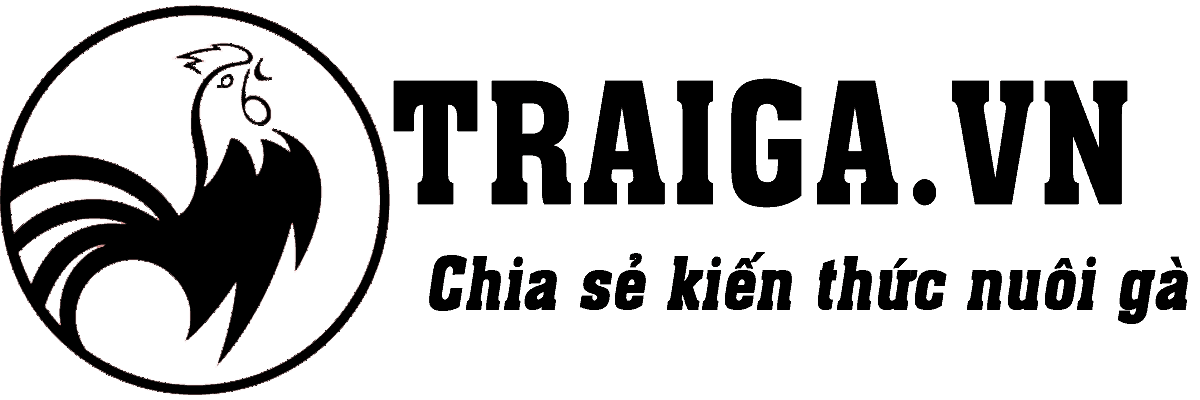 Traiga.vn – Trang cập nhật kiến thức nuôi dưỡng gà đá tốt nhất