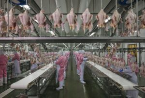 Trung Quốc mở rộng sản xuất thịt gà một cách táo bạo