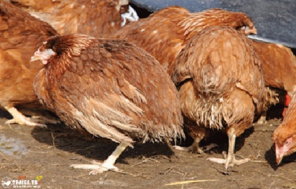 Cách chữa bệnh khô chân ở gà