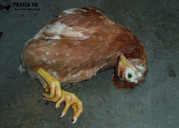 Phòng bệnh viêm ruột hoại tử ở gà