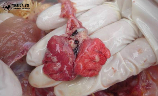 Bệnh ORT trên gà gây viêm màng phổi