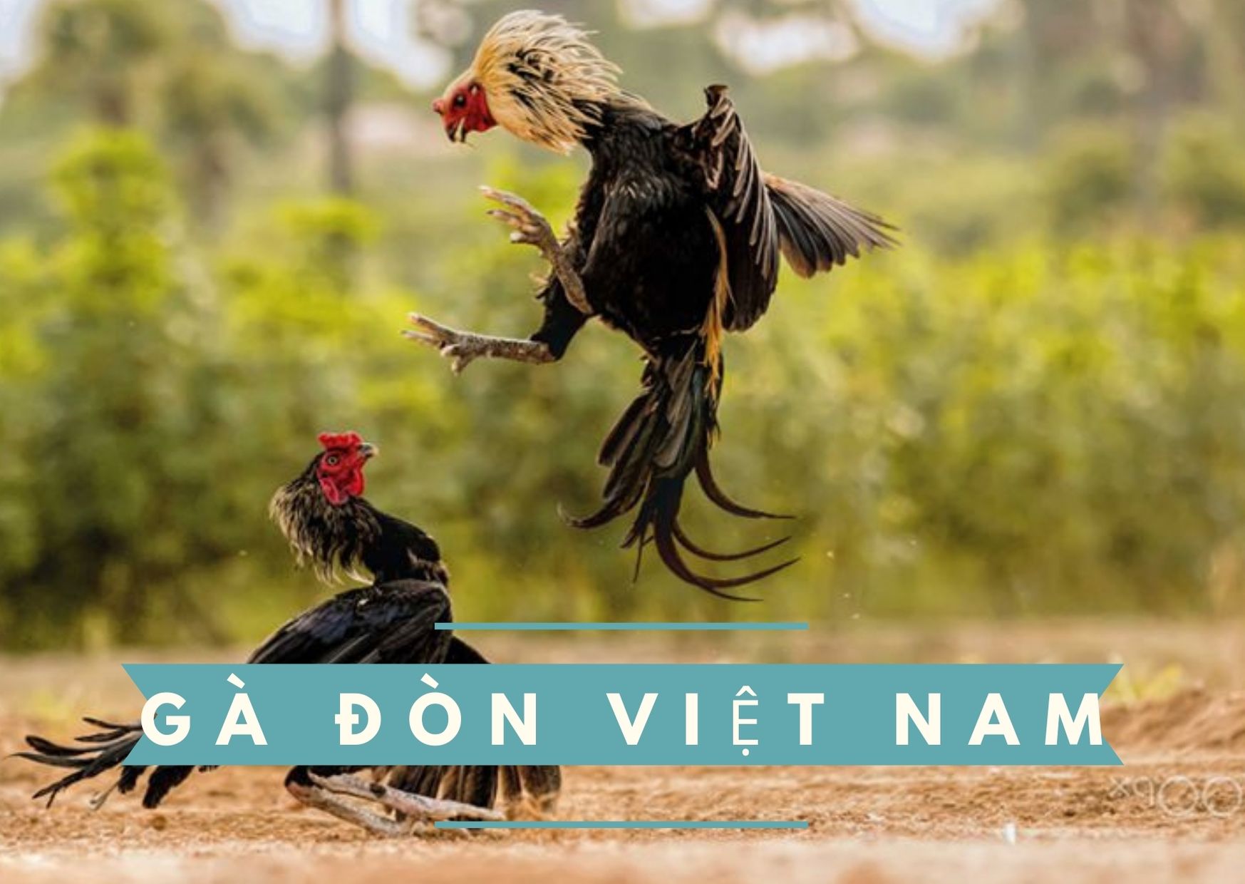 Gà Đòn Việt Nam - Bí Quyết Chọn Gà Đá Hay Nhất - Traiga.Vn
