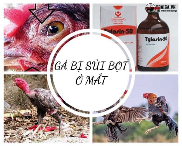 Có nên tiêm thuốc cho gà bị sủi bọt mắt?
