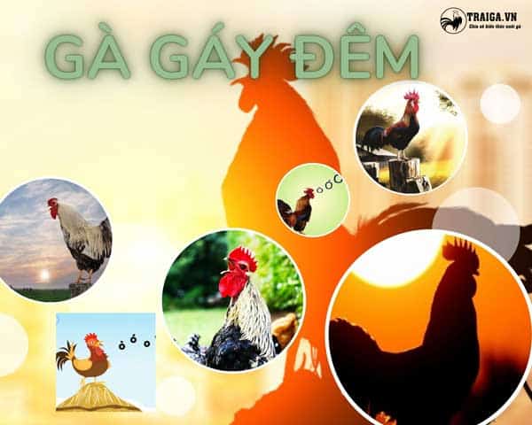 Gà Gáy Đêm – Lời Cảnh Tỉnh Cho Những Ai Mê Tín Dị Đoan!!!