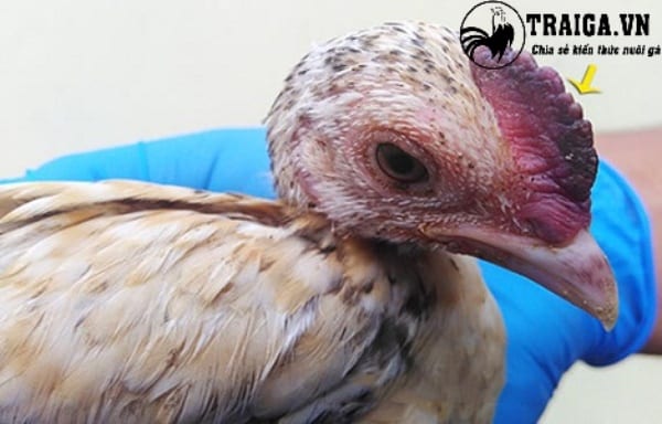 Cách chữa bệnh hen khẹc ở gà