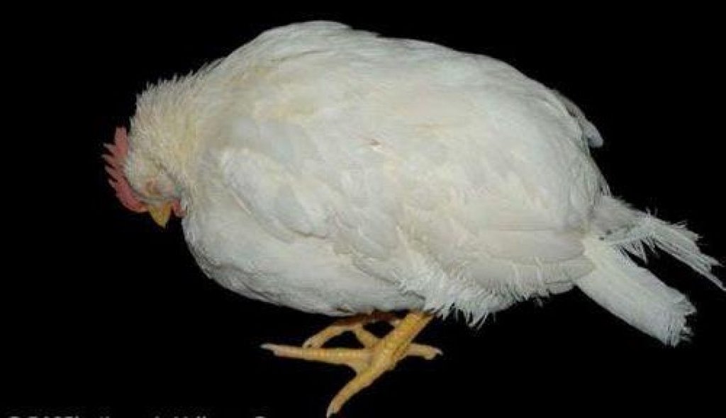 bệnh thường gặp ở gà
