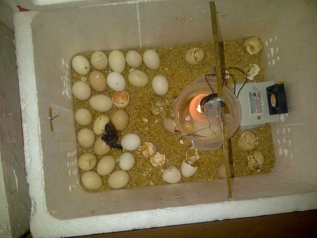 Cách ấp trứng gà bằng bóng điện