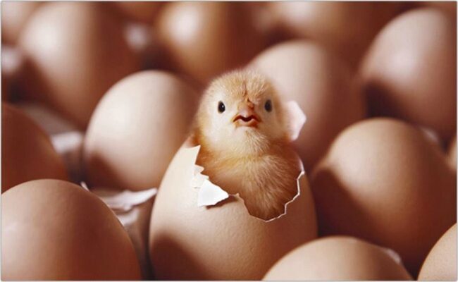 Cách bảo quản trứng gà