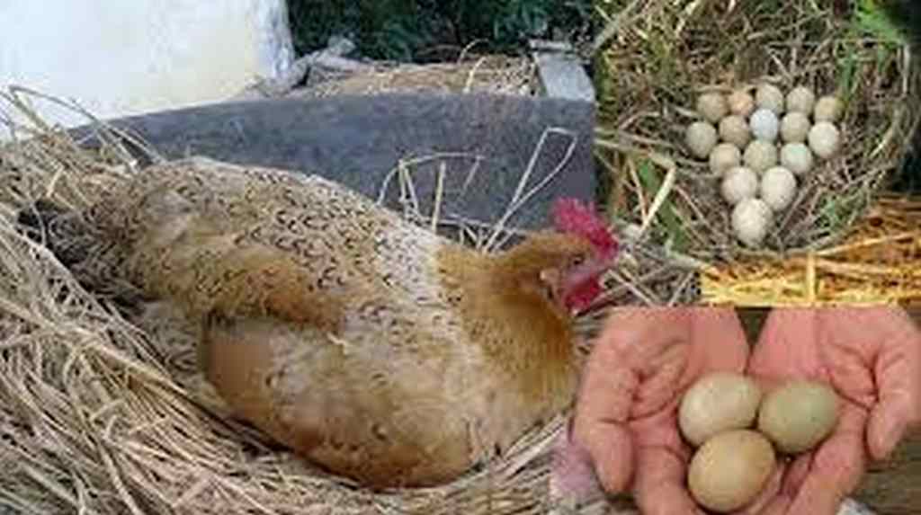 Cách bảo quản trứng gà