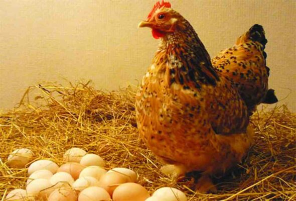 cách nuôi gà đẻ nhiều trứng