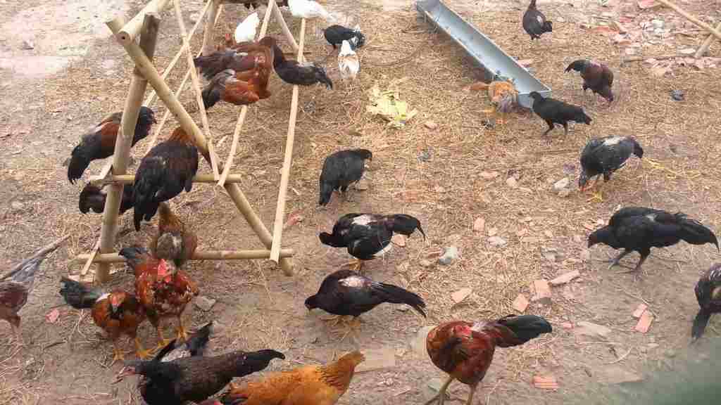 cách nuôi gà thả vườn