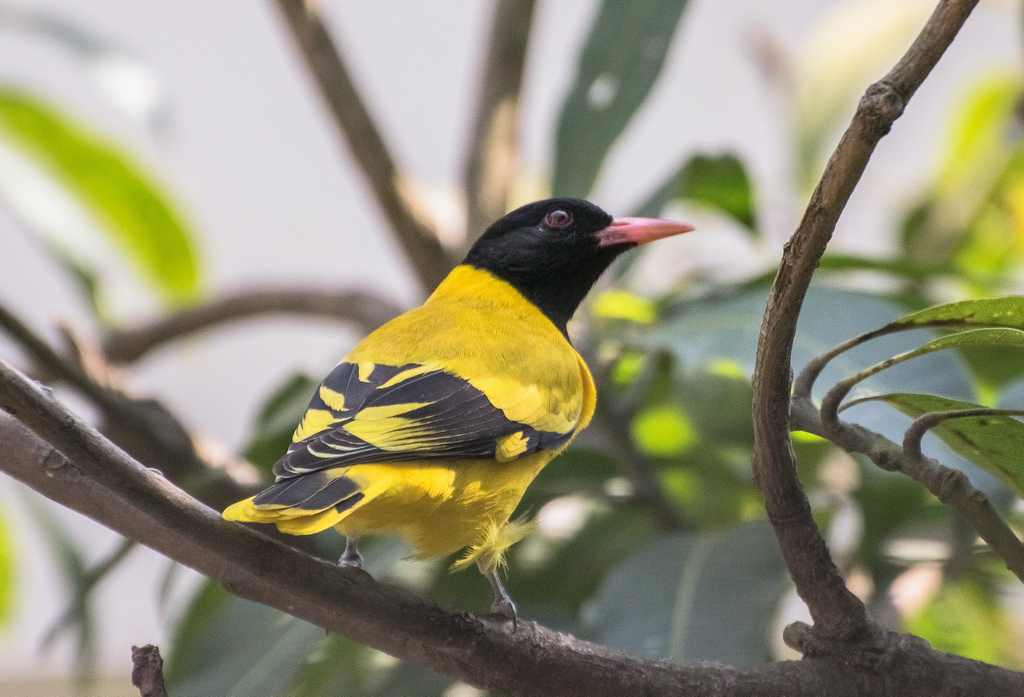 Cách phân biệt chim vàng anh trống mái chính xác nhất – Chim Cảnh Việt