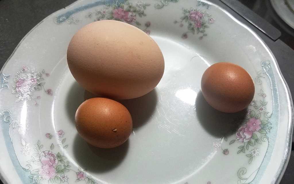 gà trống đẻ trứng